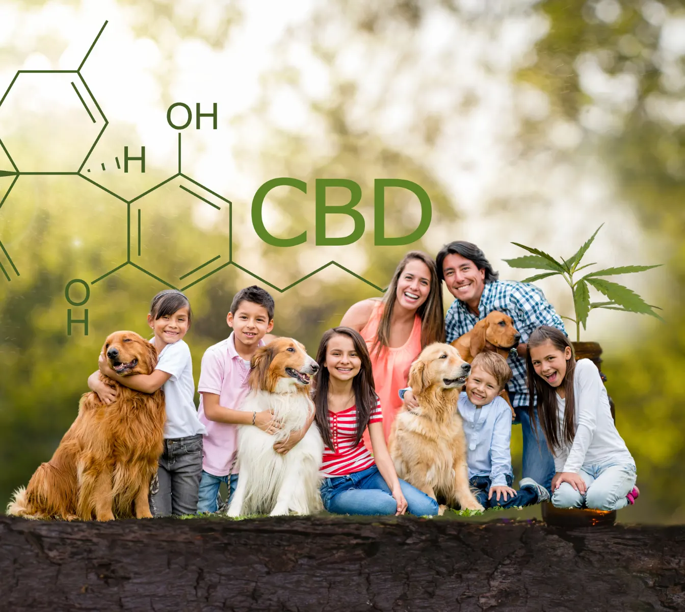 cbd supplementen voor het hele gezin